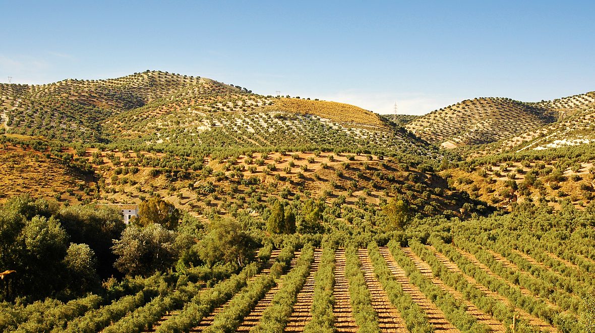 Olivové háje v Andalusii