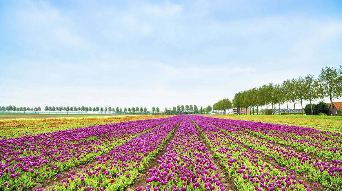 Nekonečné lány tulipánů v Holandsku