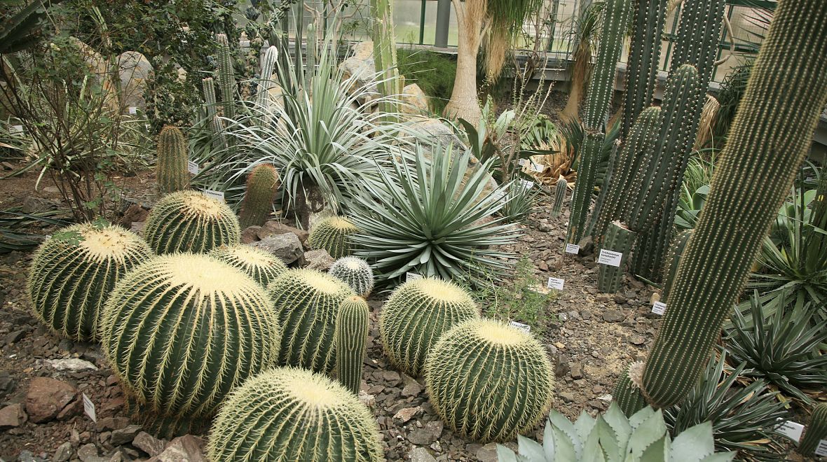 Kaktusové zahrady