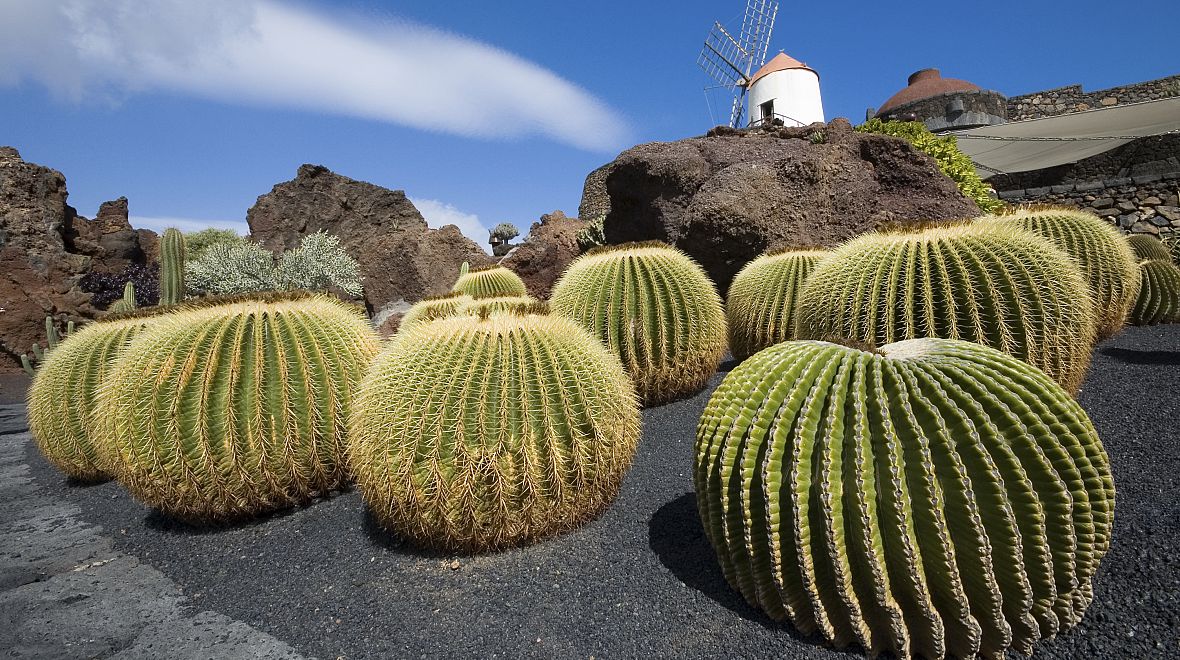 Kaktusy rostou volně na plážích