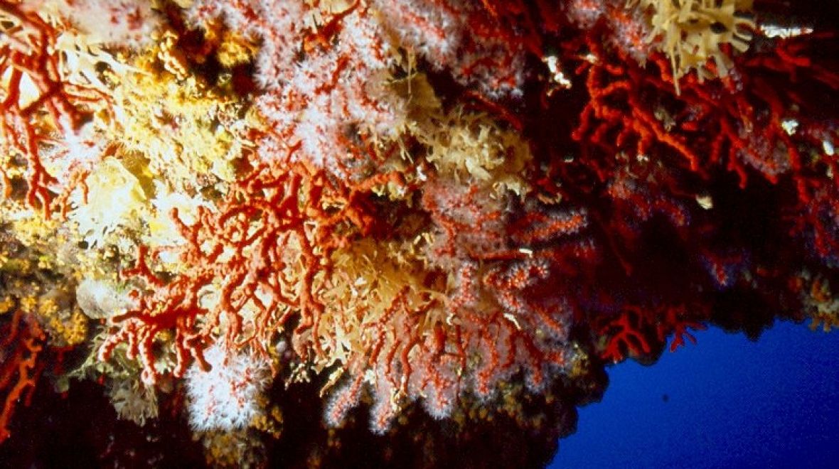 Korály - sardinské "červené zlato"