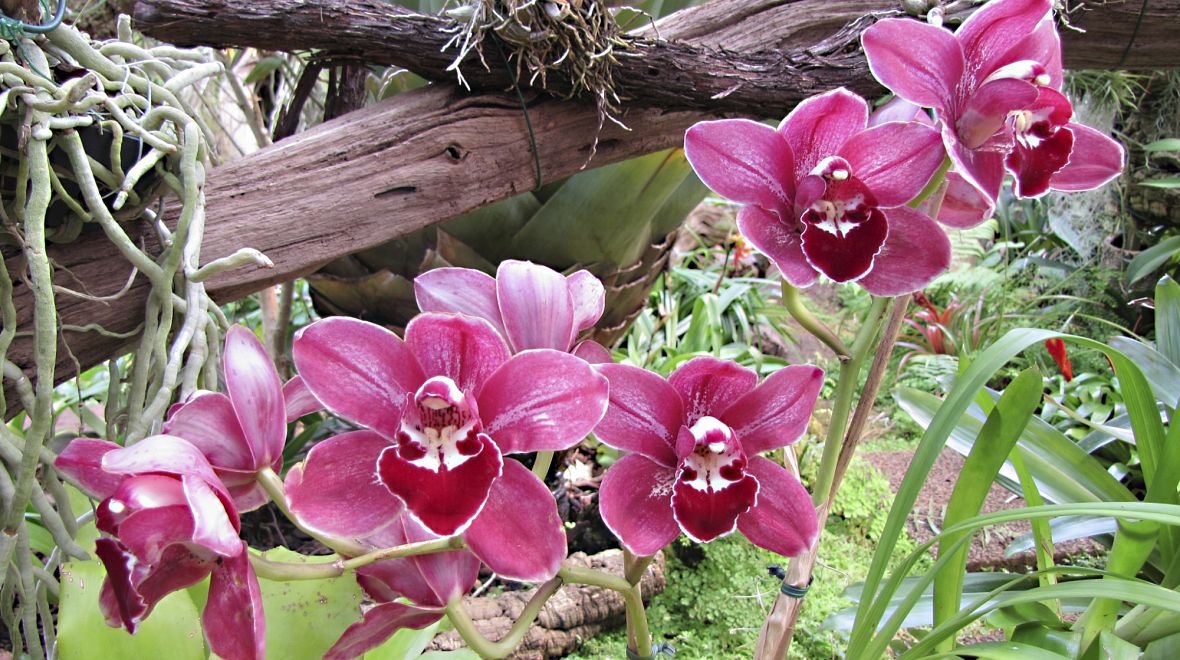 Orchideje na Madeiře pěstují, ale potkáte je i ve volné přírodě