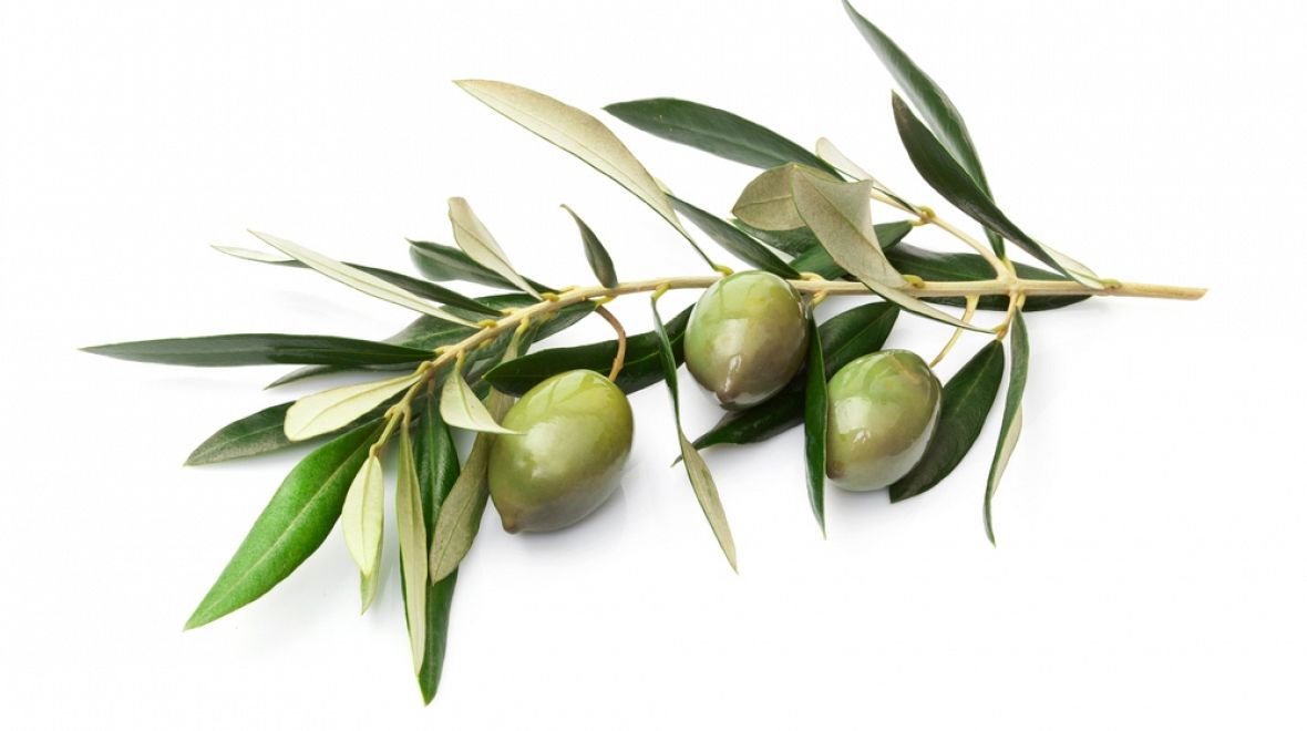 Větvička olivovníku s neodzrálými olivami