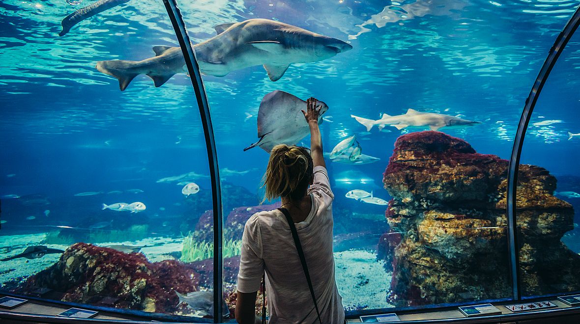 Barcelonské akvárium je zážitek pro malé i velké
