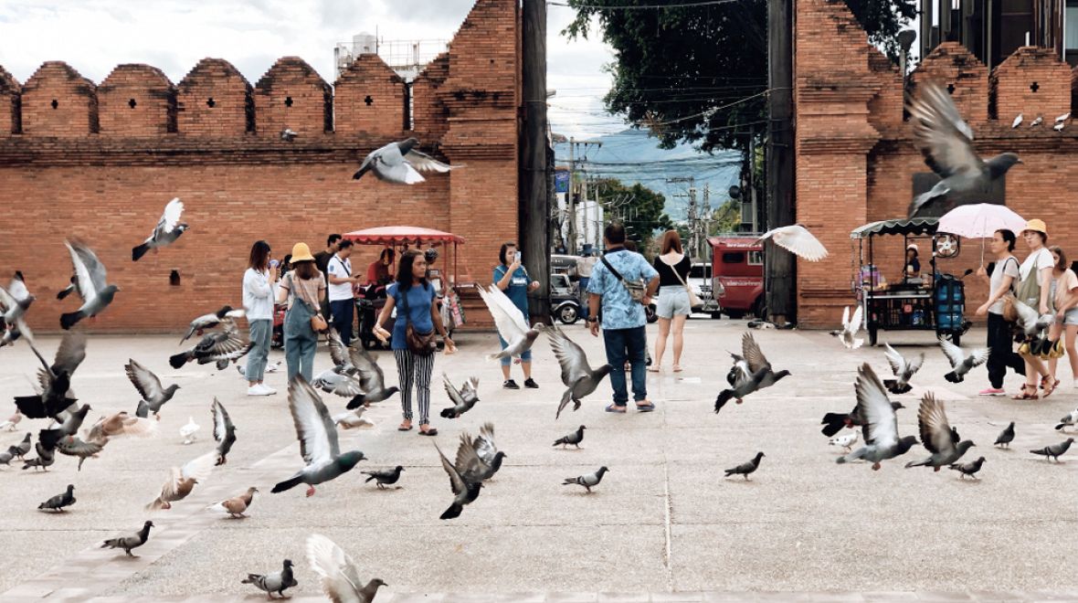 Brána Tha Pae je celoročně „obležena“ stovkami holubů