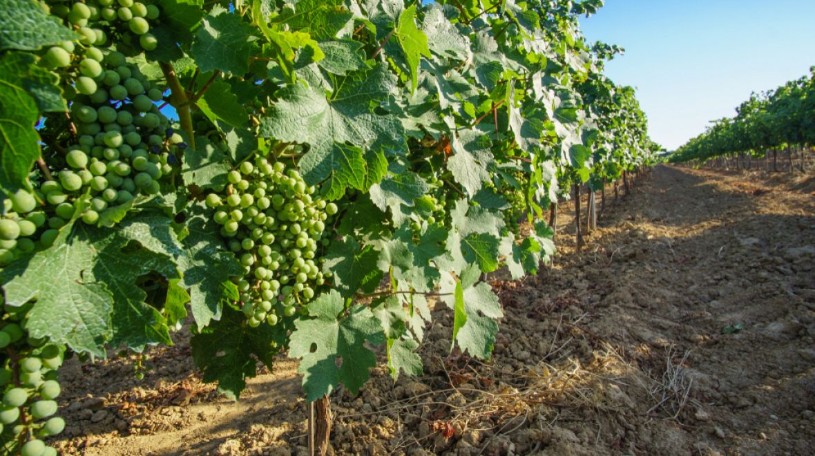 Před výrobou se musí vybrat ty správné hrozny