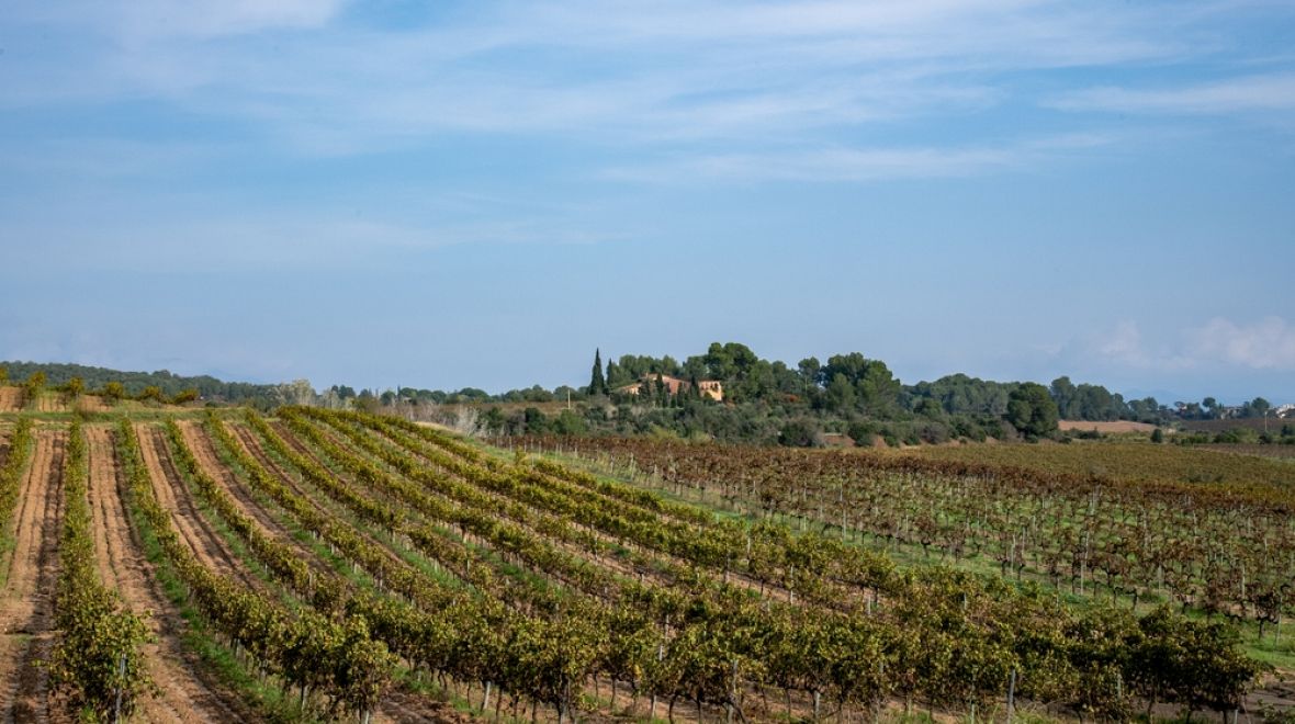 Výroba Cavy je známá zejména v katalánské oblasti Penedès