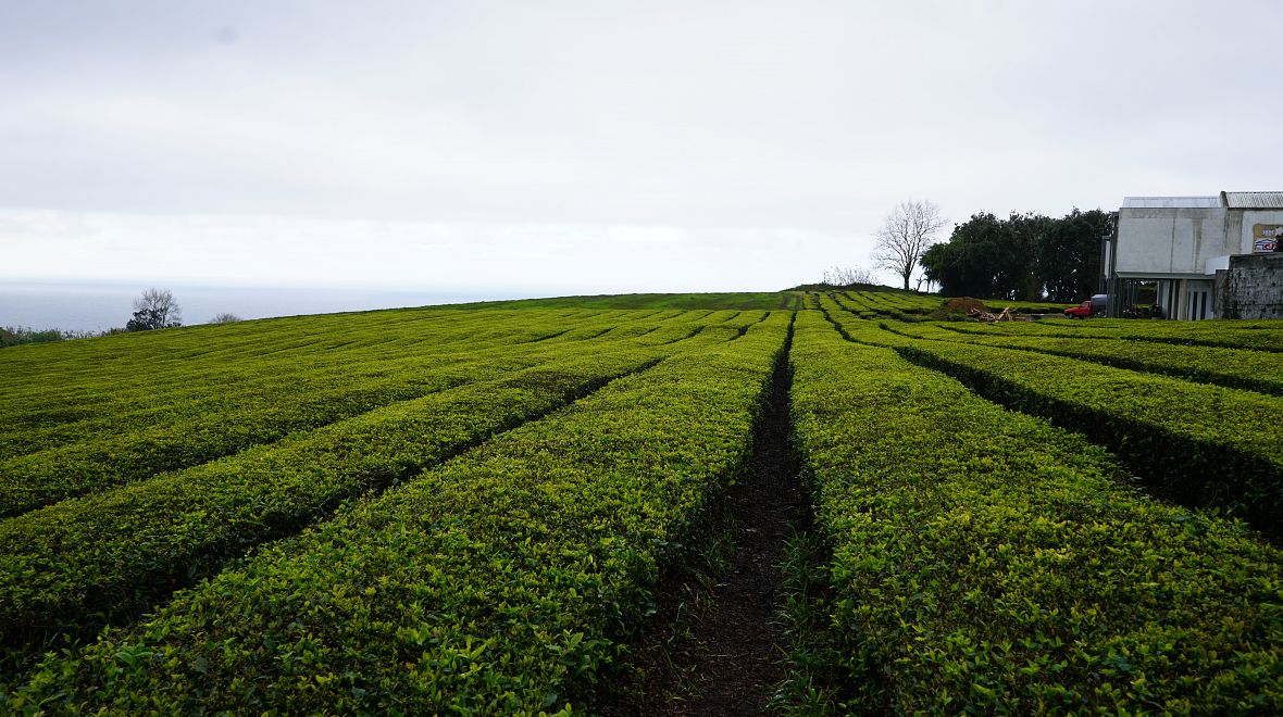 Čajové plantáži se na Azorách daří díky úrodné sopečné půdě a mírnému oceánskému podnebí