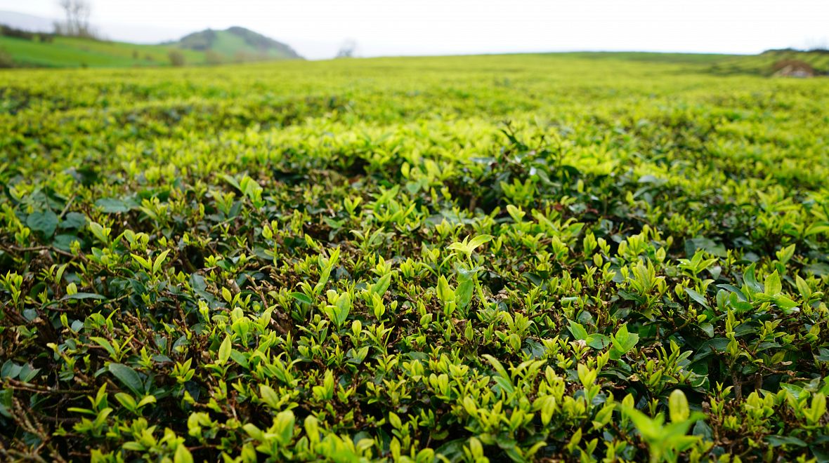 Čajovník čínský je stálezelený keř původem z jihovýchodní Asie. Během sklizně se ručně sbírají jen tři nejmladší lístky, které mají nejlepší chuť a kvalitu