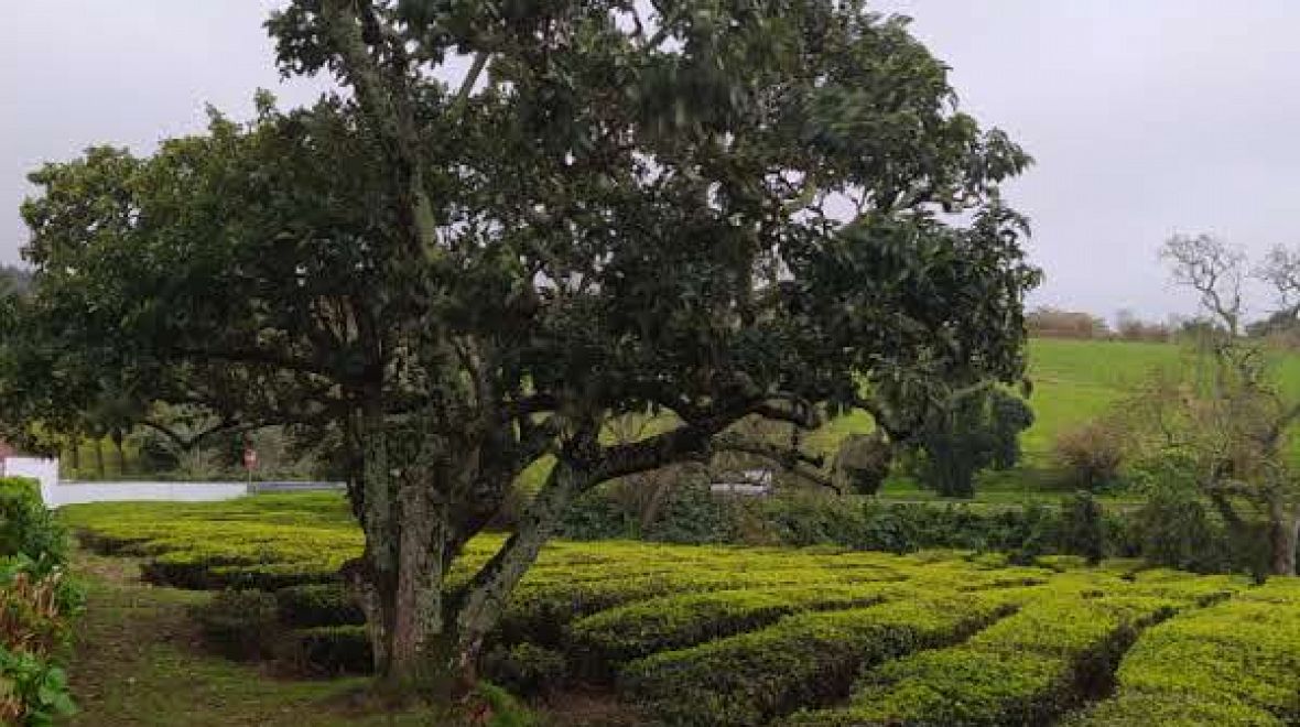 Procházka po plantáži v Gorreaně rozhodně nesmí chybět ve vašem itineráři