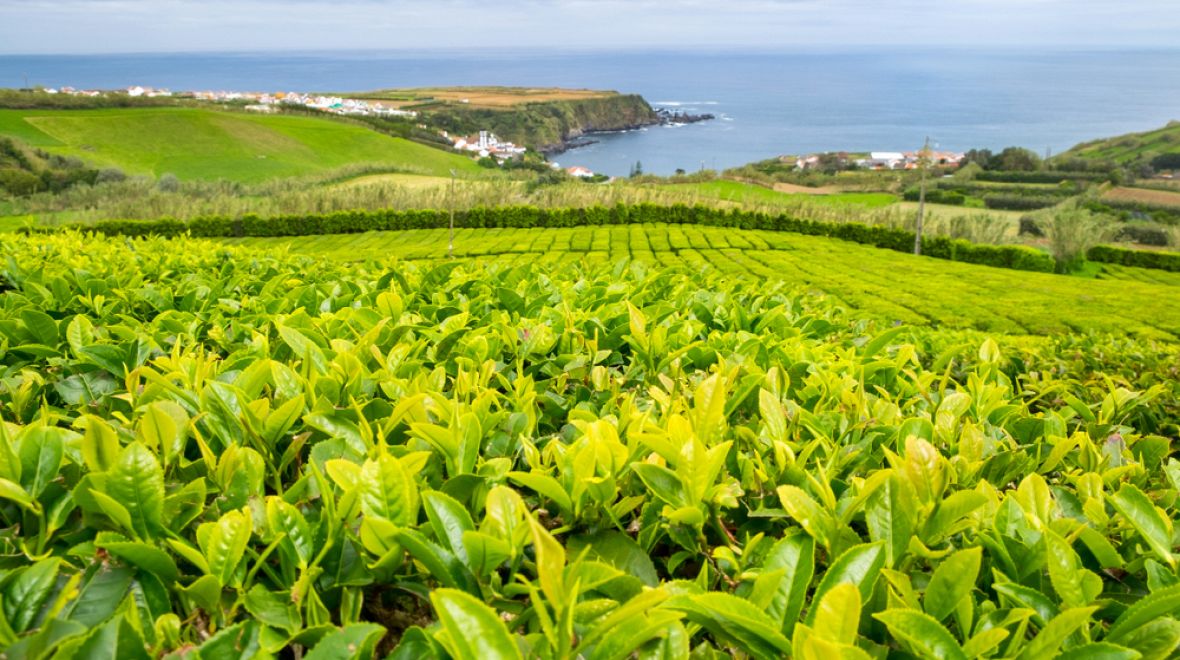 Čajové slavnosti se konají na plantáži Porto Formoso