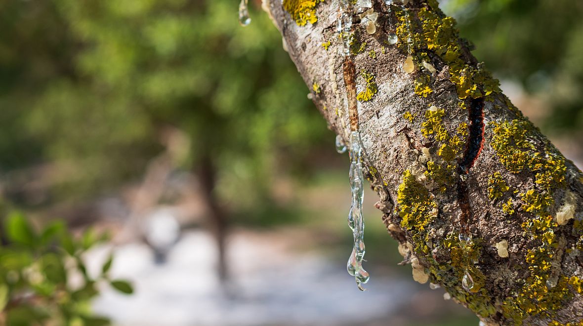 Pryskyřice z keře řečíku lentišku