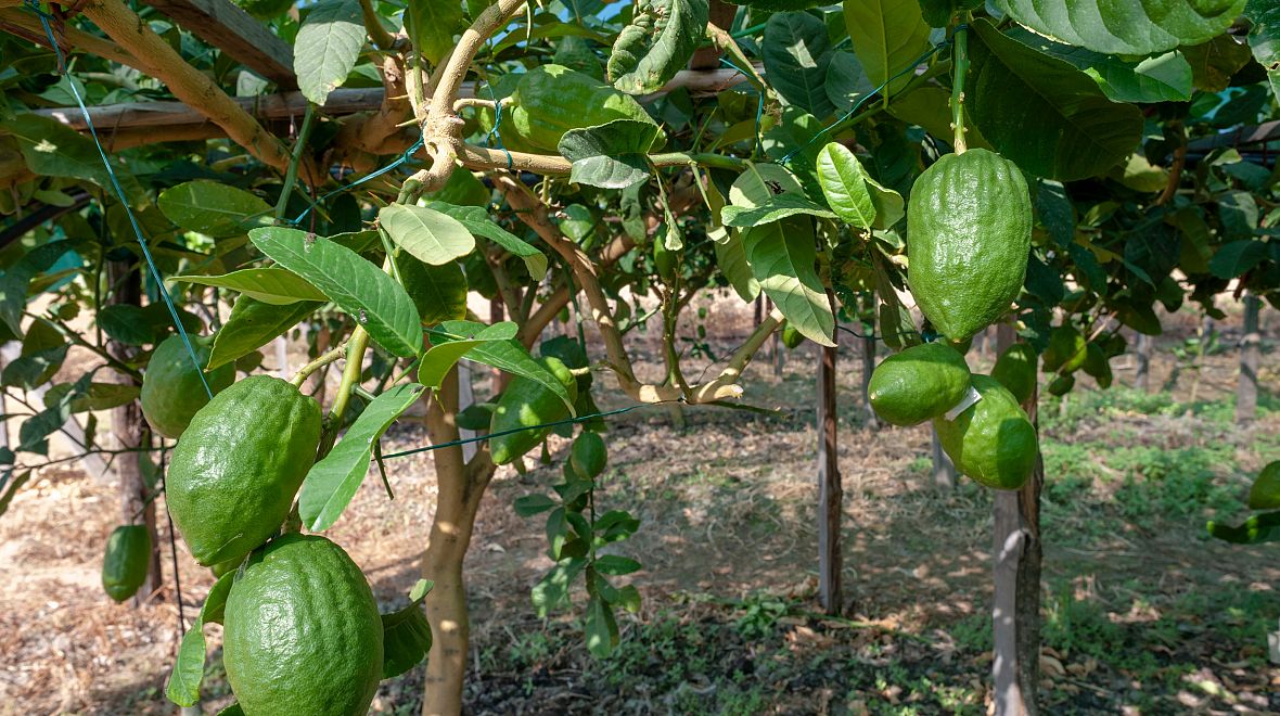 Odrůda Santa Maria del Cedro