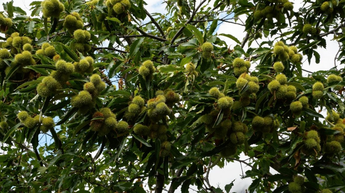 Daří se zde jedlým kaštanům