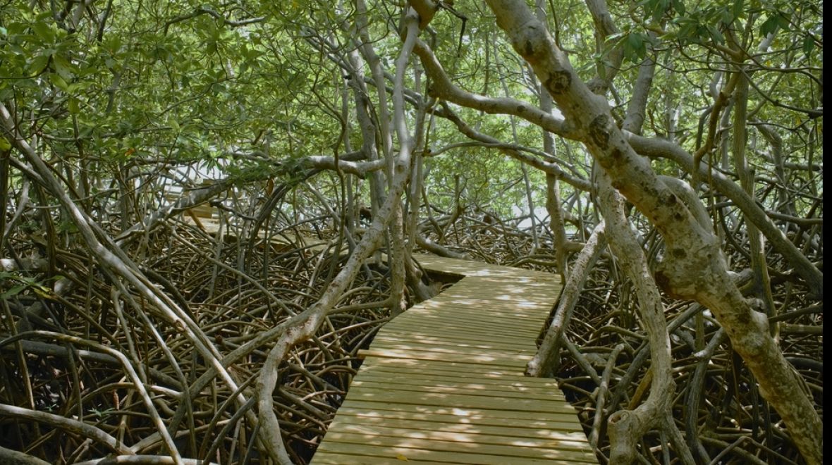 Unikátní madrovníky