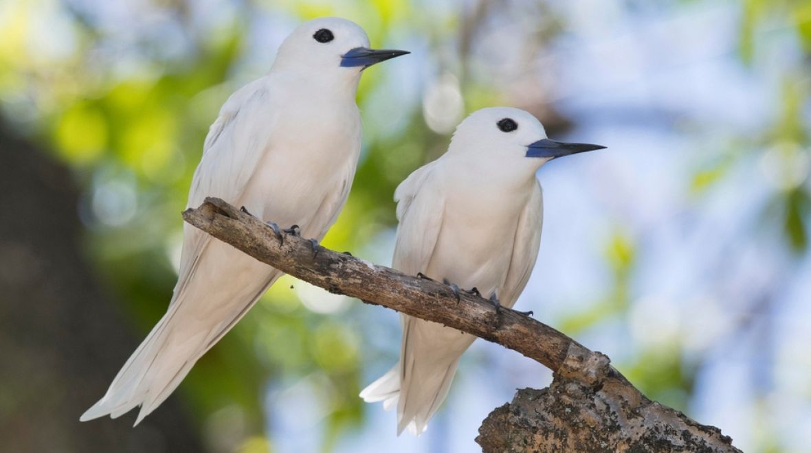 Nevynechejte návštěvu ptáčího ostrova