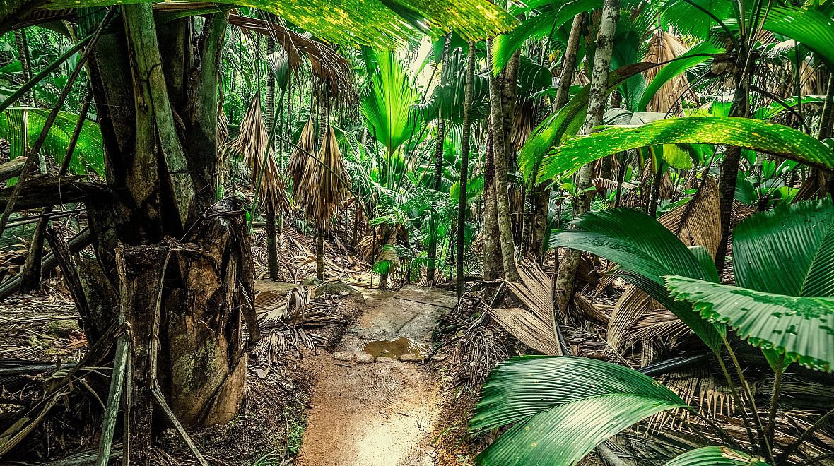 Přírodní rezervace Vallée de Mai