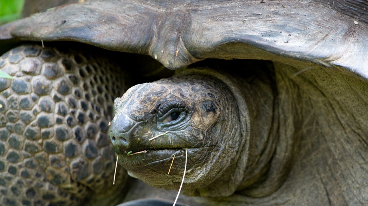 Na vlastní oči můžete vidět suchozemské želvy obrovské