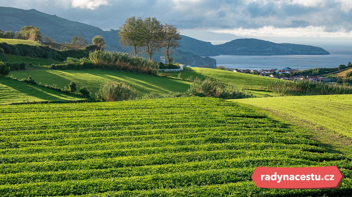 Vydejte se na nejstarší čajovou plantáž v Evropě