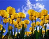 <small>Poznávací zájezd </small>Holandsko - země tulipánů
