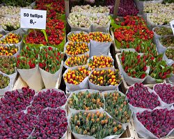 Květinový trh v Amsterdamu