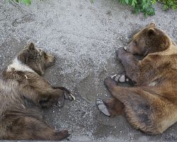 Bernský Medvědí park