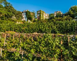 Nejstarší vinice v Paříži na Montmartru