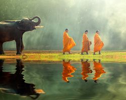 Slon s mnichy v Thajsku