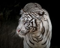Bílého tygra zhlédnete v ZOO v Al Ain