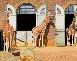 Žirafy v londýské zoo