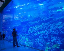 Obří akvárium v nákupním centru Dubai Mall