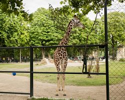 Žirafy ve vídeňské ZOO