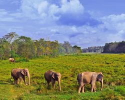Sloni v národním parku Chitwan