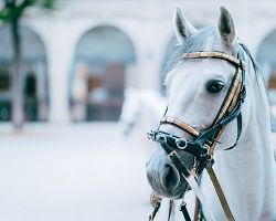Elegance a krása se snoubí v bílém lipicánském koni, symbolu grácie a vznešenosti