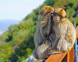 Volně pohybující se makakové na Gibraltaru