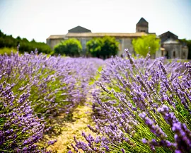 Levandulová pole v Provence