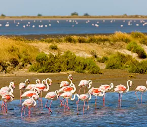 Volně žijící plameňáci v Camargue To nejlepší z Provence + KATALÁNSKO + ANDORRA