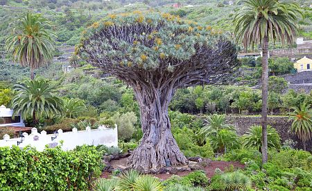 Symbol Tenerife strom Dragon tree