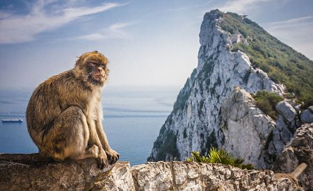 Volně žijící makakové na Gibraltarské skále