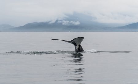 Výlet za pozorováním velryb