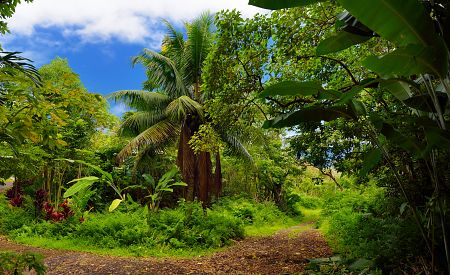 Krásná tropická příroda Havaje