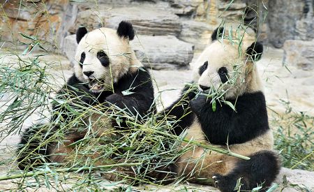 Pandy v pekingské zoo