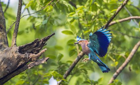 V Chitwanu hnízdí mnoho druhů ptáků