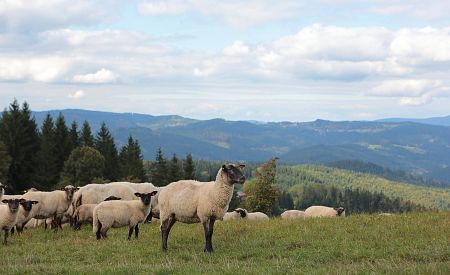 Pastevectví ovcí má v Beskydech dlouhou tradici