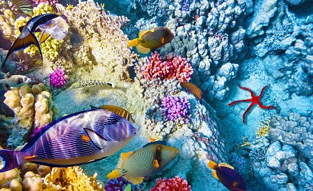Objevte pestrobarevný podmořský svět Rudého moře...