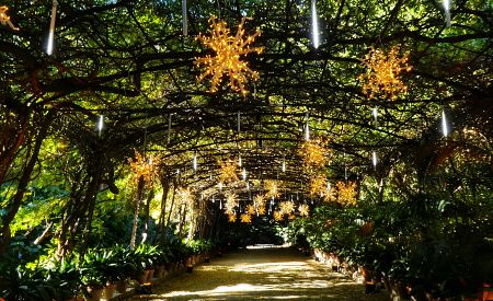 Kouzelné prostředí osvětlené botanické zahrady Jardin de la Concepción