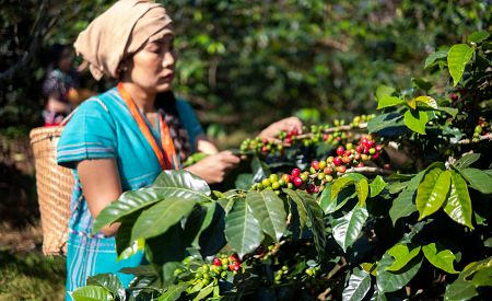 Plantáže kávy v Blue Mountains (Modré hory)