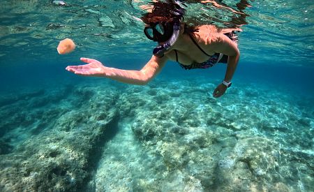 Prozkoumáte jamajskou faunu i v moři?