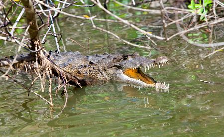 Pozorování krokodýlů při projížďce po řece Black River