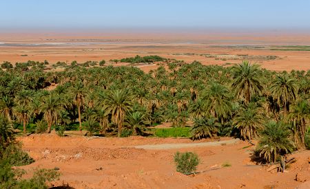 Zelenající se palmy v kontrastu s písečnými dunami v saharské oáze